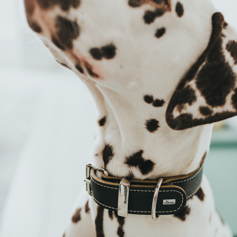 Hundehalsbånd Hunter Aalborg Svart (30-38 cm)